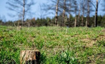 New rules for the removal of trees and shrubs on arable lands are being established