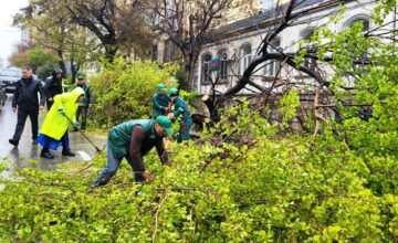 41 trees broken in Baku due to strong wind