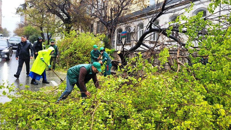 41 trees broken in Baku due to strong wind