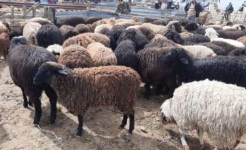 Will the price of meat INCREASE during Eid al-Adha?