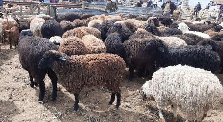 Will the price of meat INCREASE during Eid al-Adha?