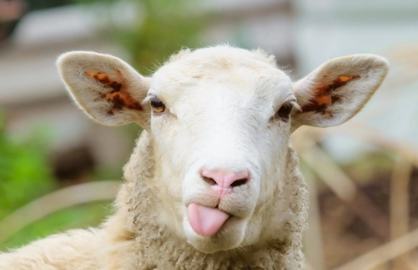 The sacrifice of these lambs is not considered acceptable