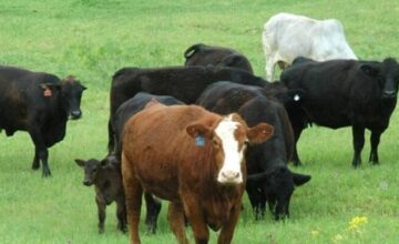 These individuals in Azerbaijan WILL BE GIVEN livestock