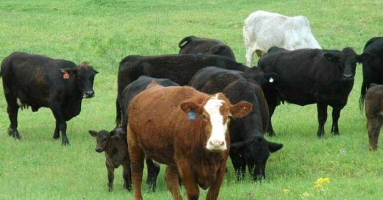 These individuals in Azerbaijan WILL BE GIVEN livestock