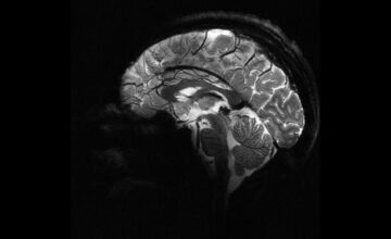 Scientists have created artificial nerve cells that can communicate with the brain