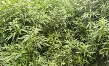 More than 4 tons of hemp bushes destroyed in Gakh