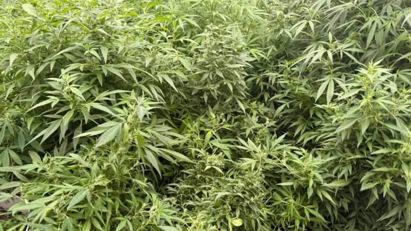 More than 4 tons of hemp bushes destroyed in Gakh