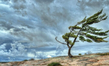 Yellow warning issued regarding windy weather conditions