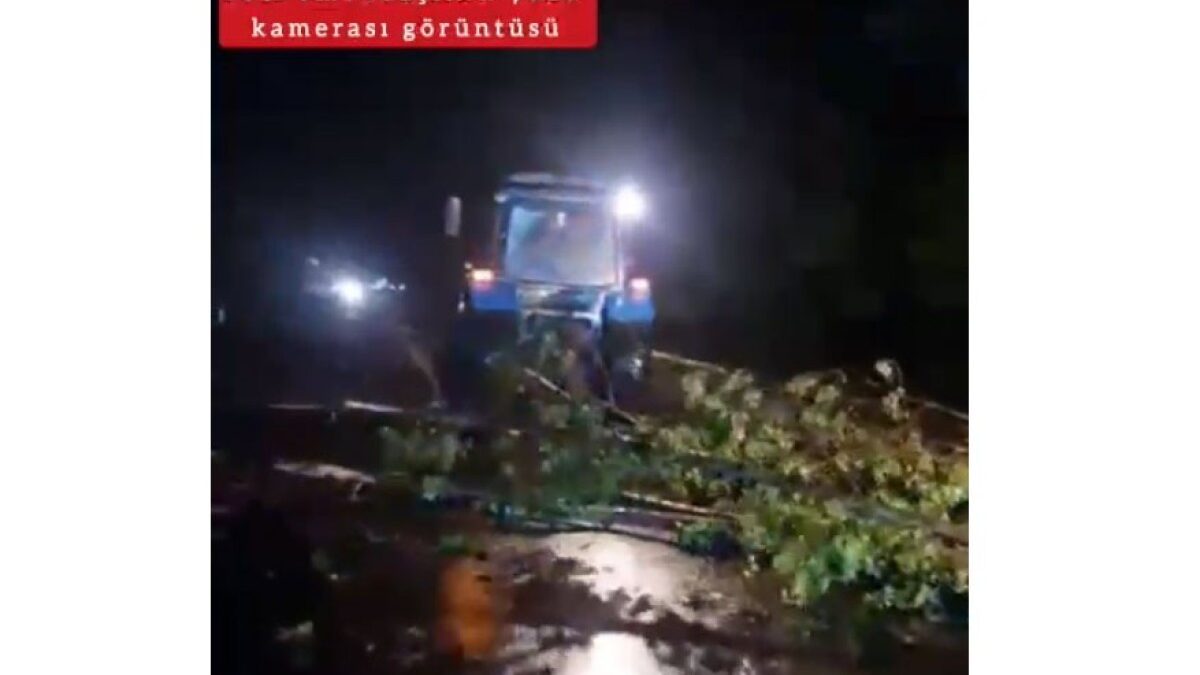 Traffic Police: Tree fell on the road, causing difficulties in vehicle movement