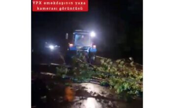 Traffic Police: Tree fell on the road, causing difficulties in vehicle movement