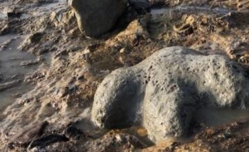 Fossils of new dinosaur species discovered in Thailand