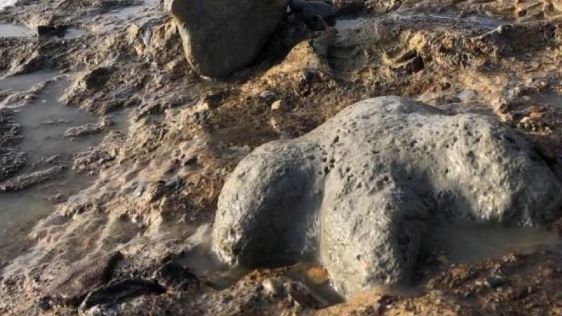 Fossils of new dinosaur species discovered in Thailand