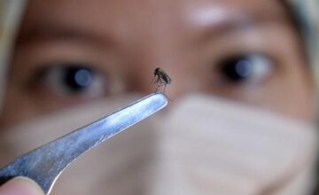 Google requested permission to release 32 million mosquitoes in California and Florida