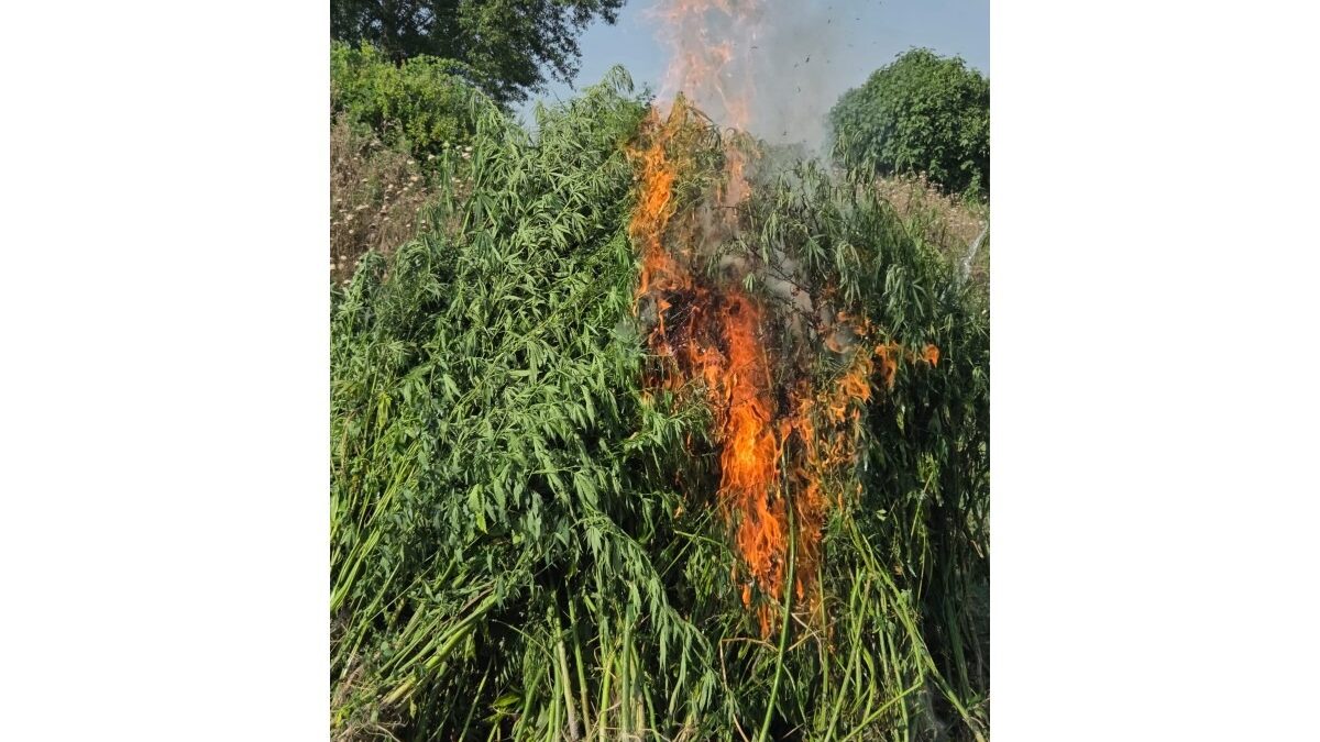 4 tons of hemp bushes destroyed in Gabala