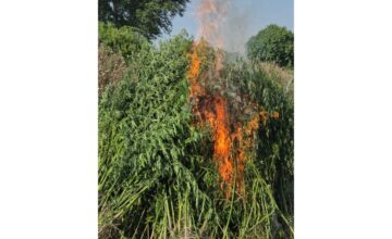 4 tons of hemp bushes destroyed in Gabala