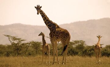 Giraffe escapes from a farm in the USA: Search continues