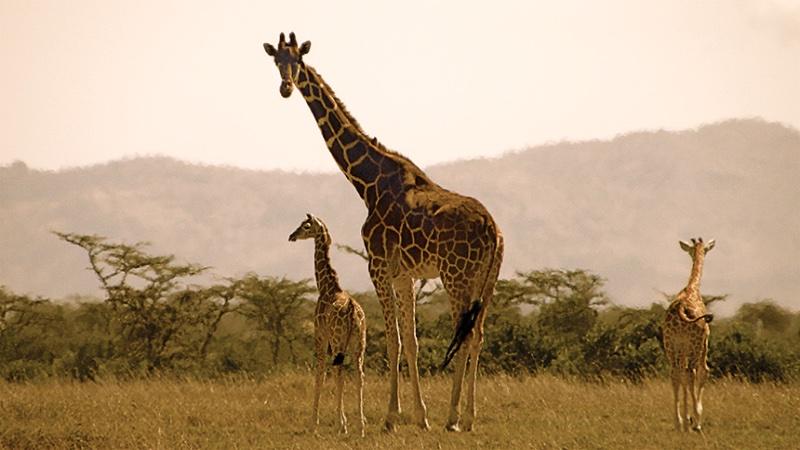 Giraffe escapes from a farm in the USA: Search continues