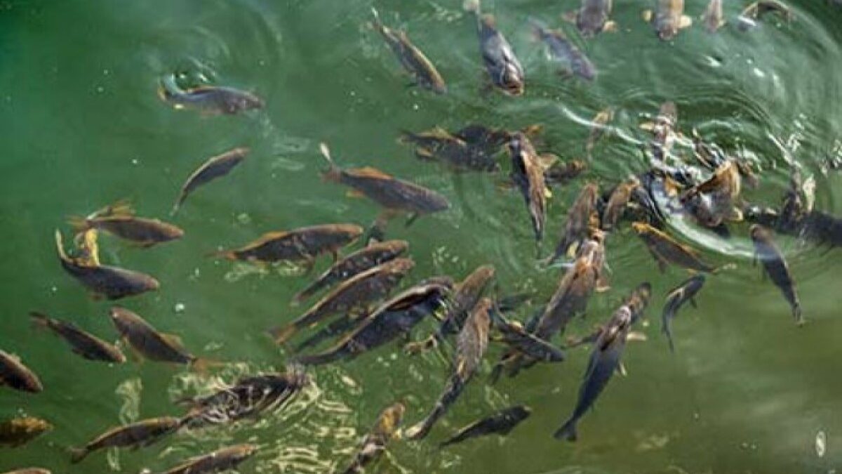 A draft law “On Fishing” has been submitted to the Milli Majlis