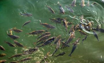 A draft law “On Fishing” has been submitted to the Milli Majlis