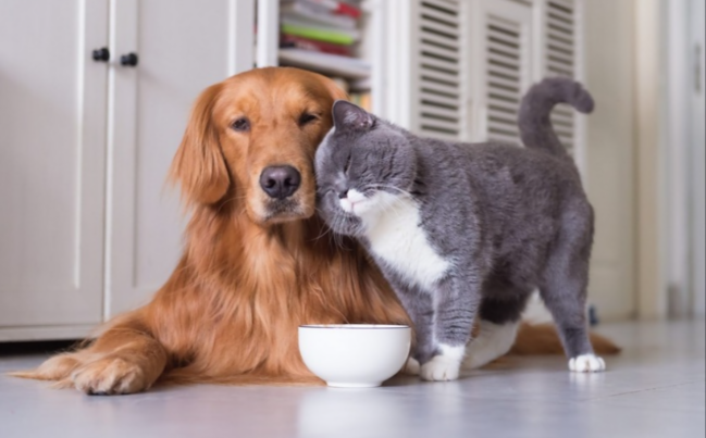 ATTENTION to those keeping dogs and cats in apartments
