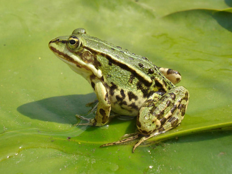 Some areas of Baku and Sumgayit are swarmed by frogs – WHAT IS THE REASON?