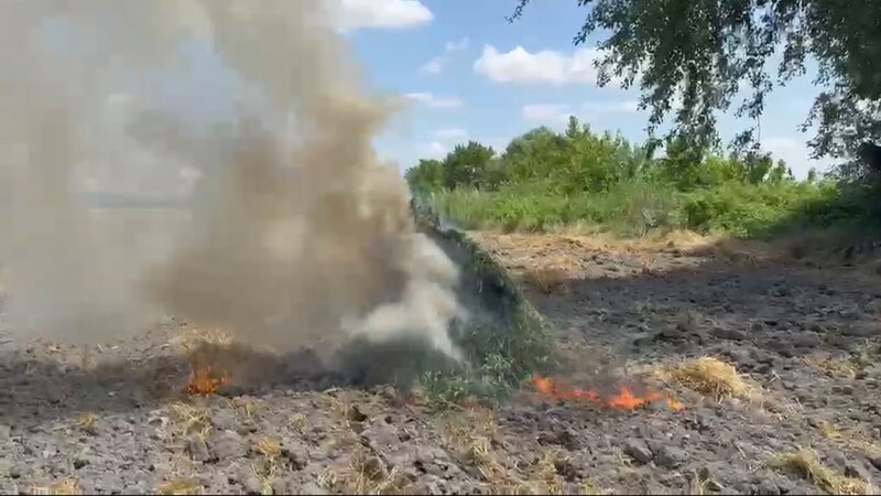 Over 2 tons of cannabis plants destroyed in Goychay