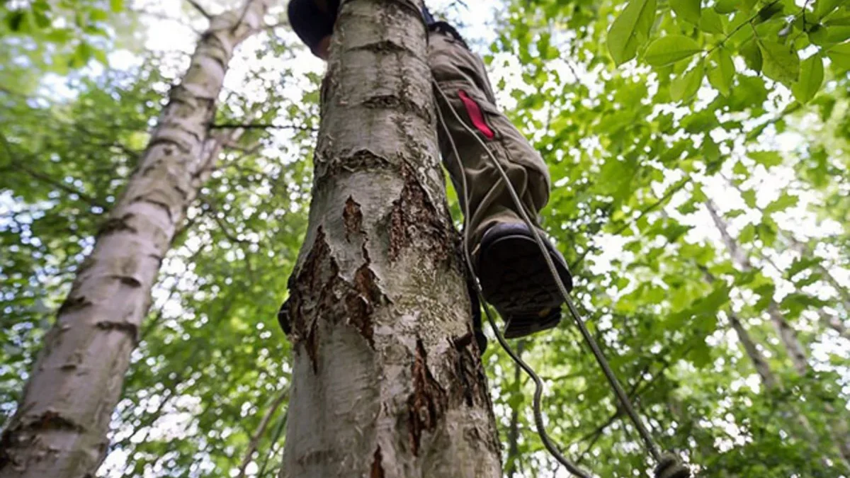 59-year-old man dies after falling from a tree in Sumgait