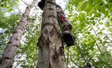 59-year-old man dies after falling from a tree in Sumgait