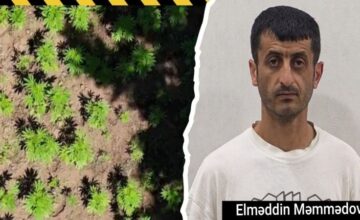 Narcotic plantation discovered in Hirkan National Park
