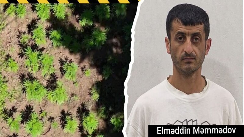 Narcotic plantation discovered in Hirkan National Park