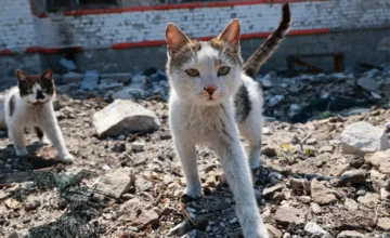 “Thanh Nien”: A group stealing cats has been exposed in Vietnam