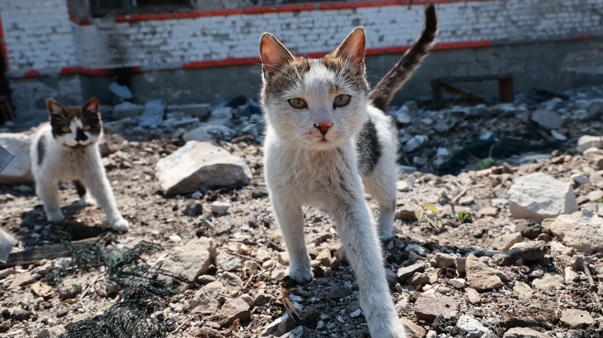 “Thanh Nien”: A group stealing cats has been exposed in Vietnam