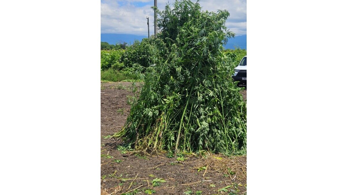 1 ton of hemp bushes destroyed in Gakh
