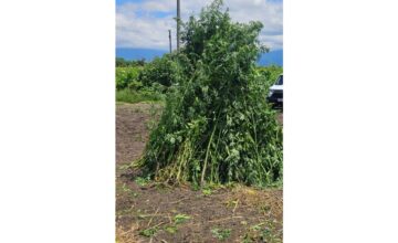 1 ton of hemp bushes destroyed in Gakh