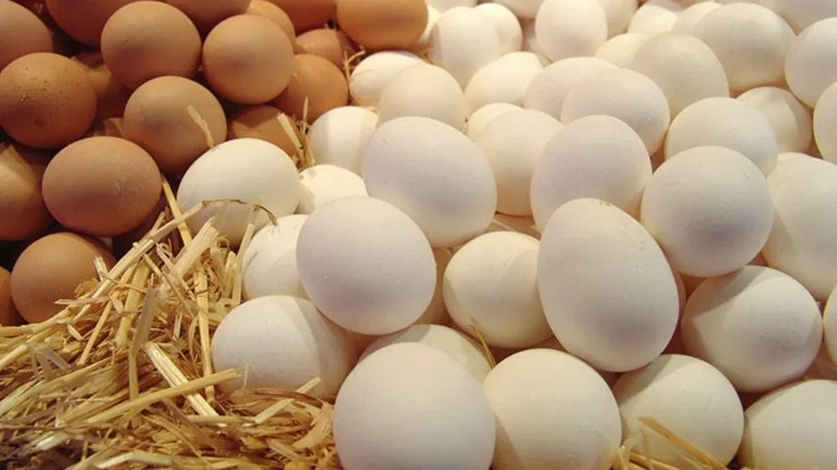 AQTA: No non-conformities detected in one-penny eggs in stores