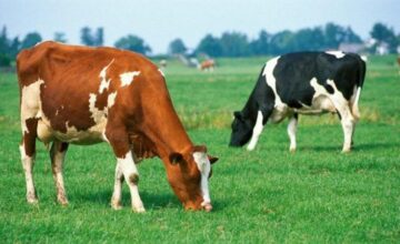 New concessions will be applied to these farmers