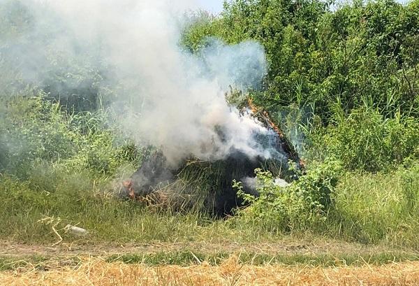 One ton of hemp bushes destroyed in Shusha