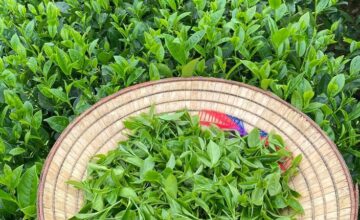 Tea exports from Azerbaijan have increased, while imports have decreased