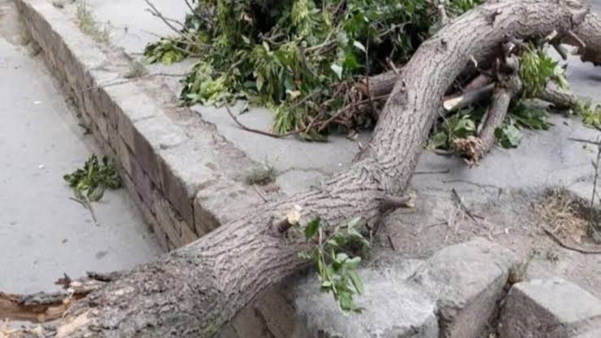 A tree fell due to strong winds, one person injured