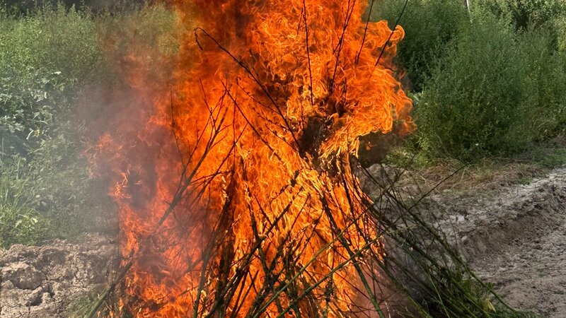 1.2 tons of hemp bushes destroyed in Lachin