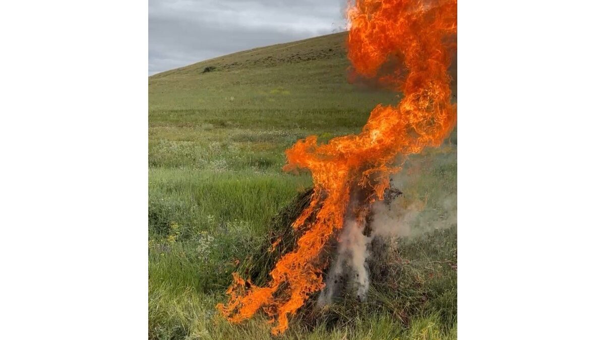 5 tons of narcotic plants destroyed in Lerik