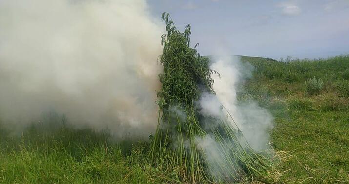More than 5 tons of cannabis bushes destroyed in Azerbaijan