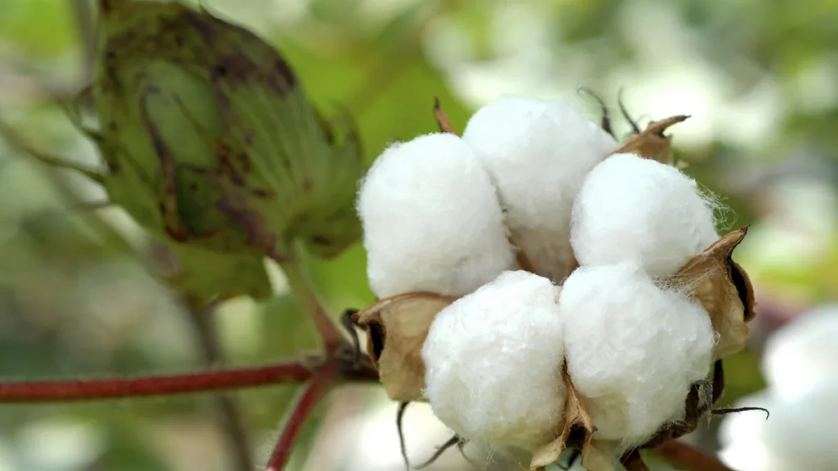 Azerbaijan has sharply increased cotton supplies to Iran and Russia