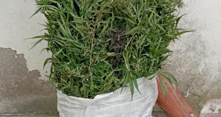 MIA: Wild hemp bushes destroyed