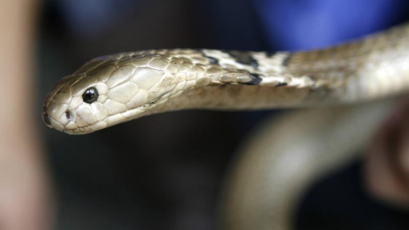 Approximately 900 snakes escaped from a farm damaged by flooding in China