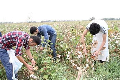Azerbaijan sharply increased cotton supplies to these countries