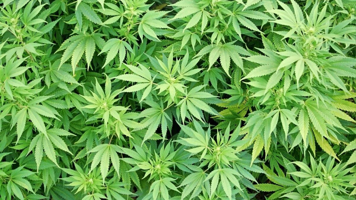 11.7 tons of hemp bushes were destroyed yesterday