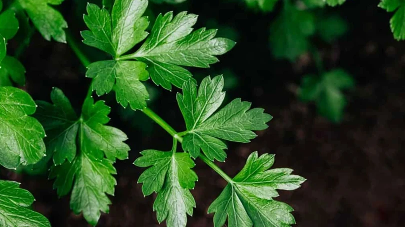 Epidemic warning regarding parsley: Number of infections is rising