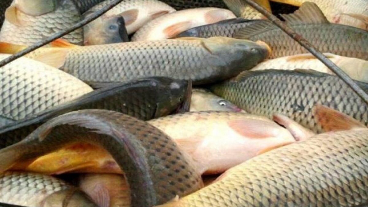 New sales regulations for fishery products are being established
