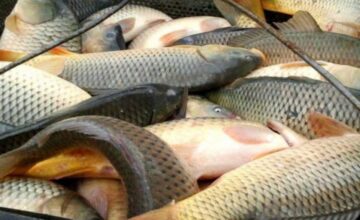 New sales regulations for fishery products are being established